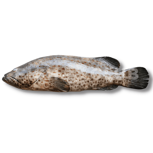 Grouper (Kuala Selangor Wild)  / 石斑 (瓜雪野生)