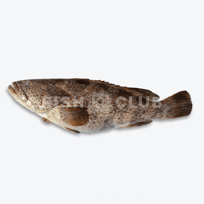Grouper (Pontian Wild) / 石斑（笨珍野生） - Fish Club