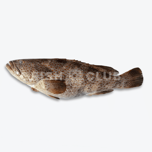 Grouper (Pontian Wild) / 石斑(笨珍野生) - Fish Club