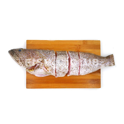 Grouper (Sabah Wild) Whole Steak / 石斑 (沙巴野生) 全鱼段 - Fish Club