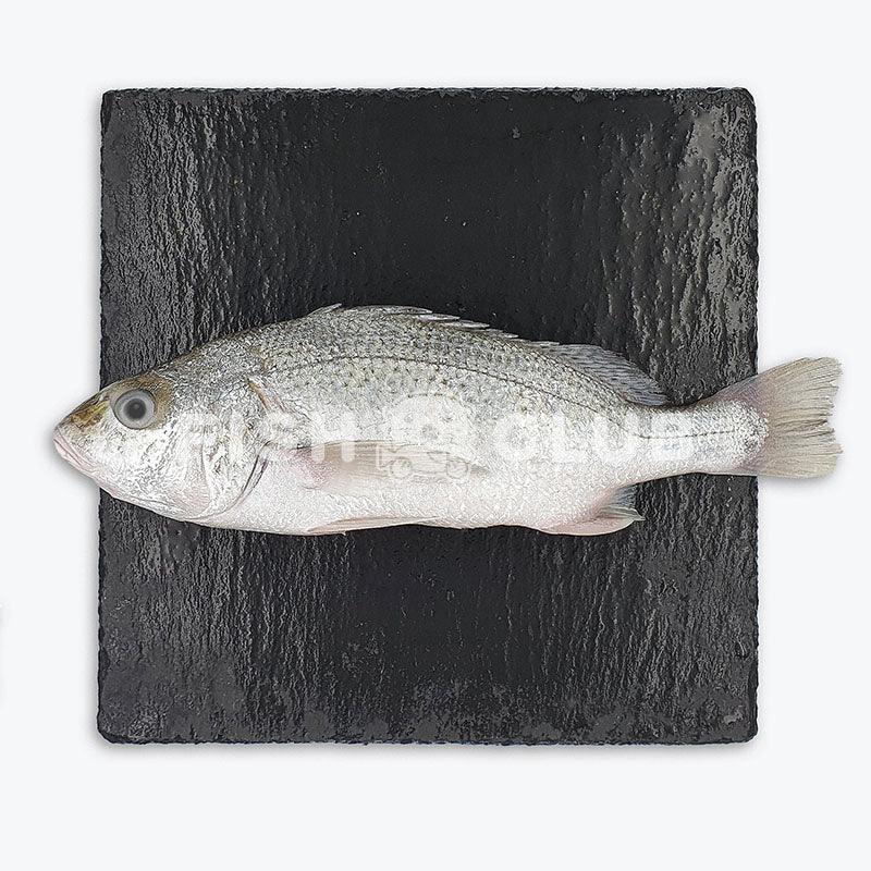 Grunter (Penang Farmed) / 白皂 (槟城养殖) - Fish Club