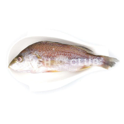 Grunter (Sabah Wild) / 白皂 (沙巴野生) - Fish Club