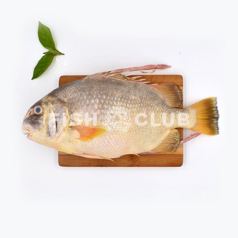 Harpoon Spadefish (Pontian Wild) / 中江鱼（笨珍野生） - Fish Club