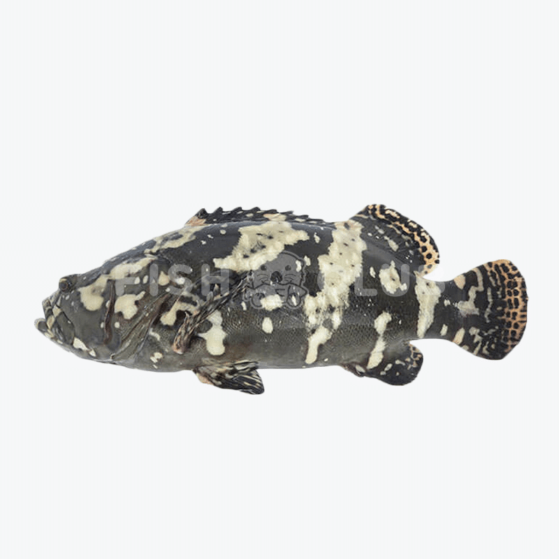 Hybrid Grouper (Kukup Farmed) / 龙虎斑（龟咯海养） - Fish Club