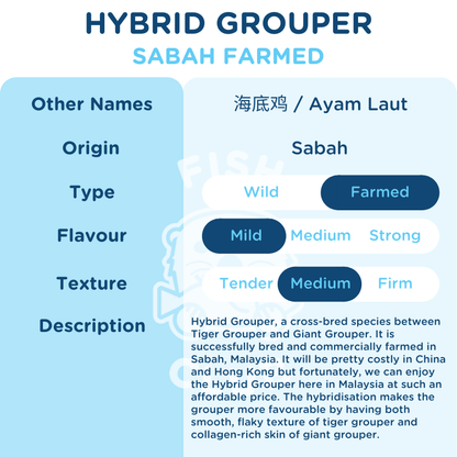 Hybrid Grouper (Sabah Farmed) Fillet / 龙虎斑 (沙巴养殖) 厚片 - Fish Club