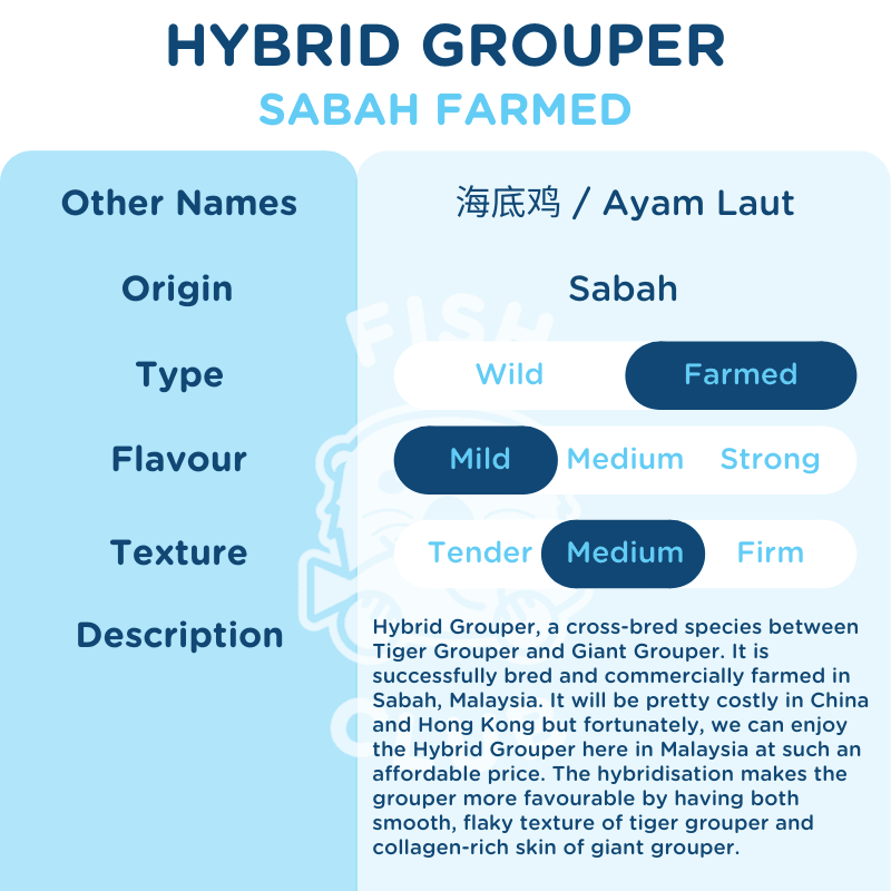 Hybrid Grouper (Sabah Farmed) Slices / 龙虎斑 (沙巴养殖) 薄片 - Fish Club