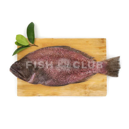Indian Halibut (Sabah Wild) / 左口 (沙巴野生) - Fish Club
