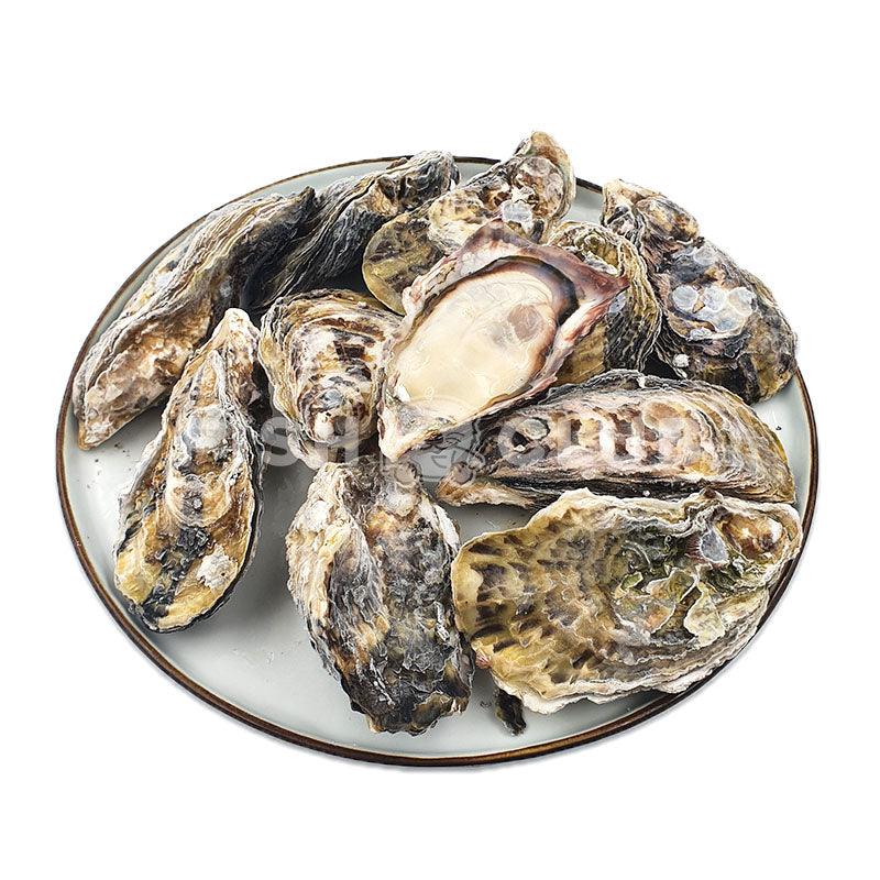 Japanese Harima Oysters (Sashimi Grade) / 日本播磨生蚝 (刺身等级) - Fish Club