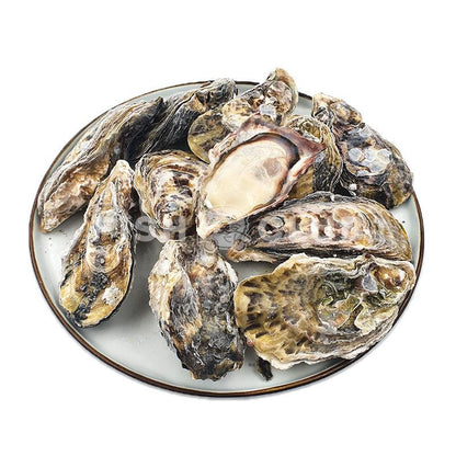 Japanese Harima Oysters (Sashimi Grade) / 日本播磨生蚝 (刺身等级) - Fish Club