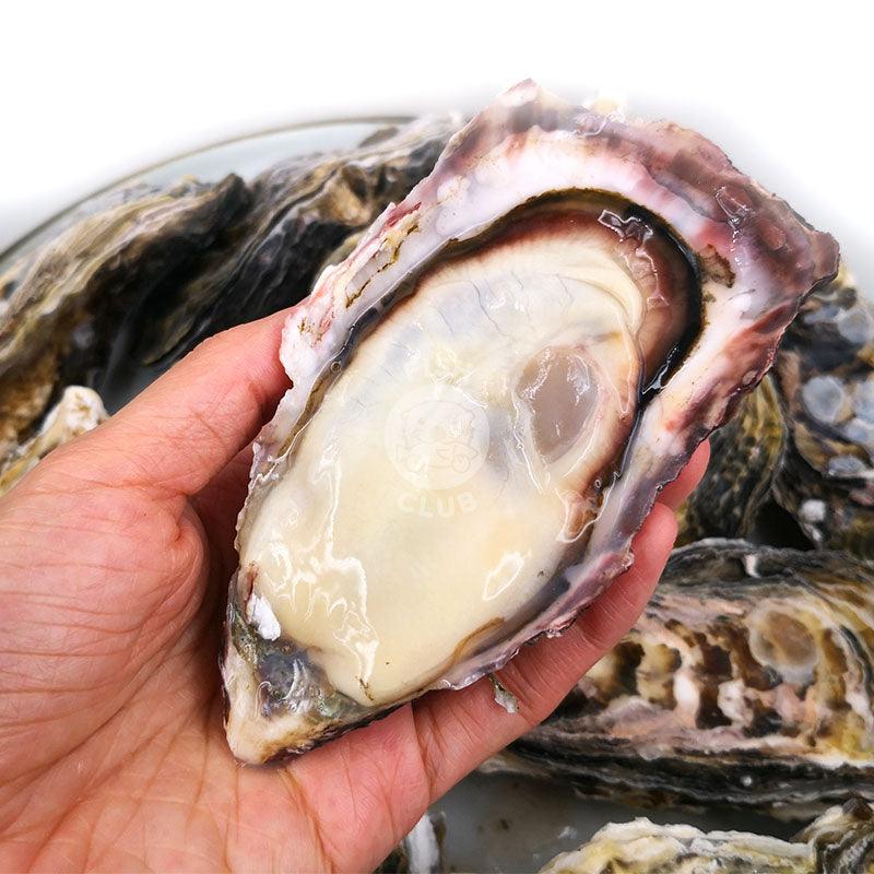 Japanese Harima Oysters (Sashimi Grade) / 日本播磨生蚝 (刺身等级) - Fish Club
