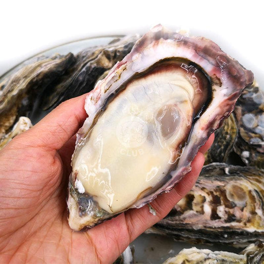 Japanese Harima Oysters (Sashimi Grade) / 日本播磨生蚝 (刺身等级) - Fish Club