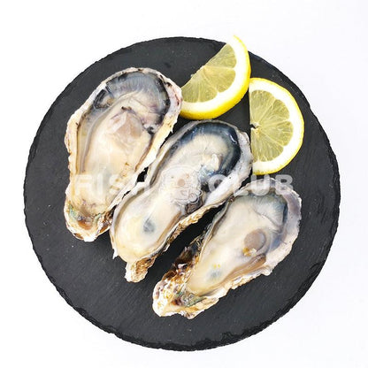 Japanese Harima Oysters (Sashimi Grade) / 日本播磨生蚝 (刺身等级) - Fish Club