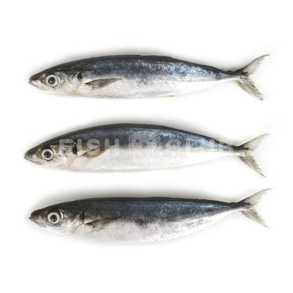 Mackerel Scad (Kuala Selangor Wild) / 吊景 (瓜雪野生) - 500g - L (2-4pcs) - Fish Club