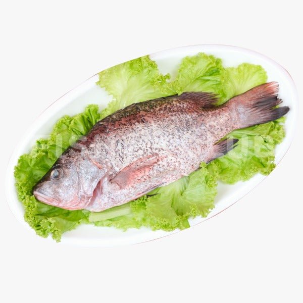 Mangrove Jack Snapper (Kukup Farmed) / 赤皂 (龟咯海养) - Fish Club