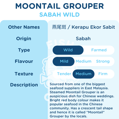 Moontail Grouper (Sabah Wild) / 燕尾斑（沙巴野生） - Fish Club