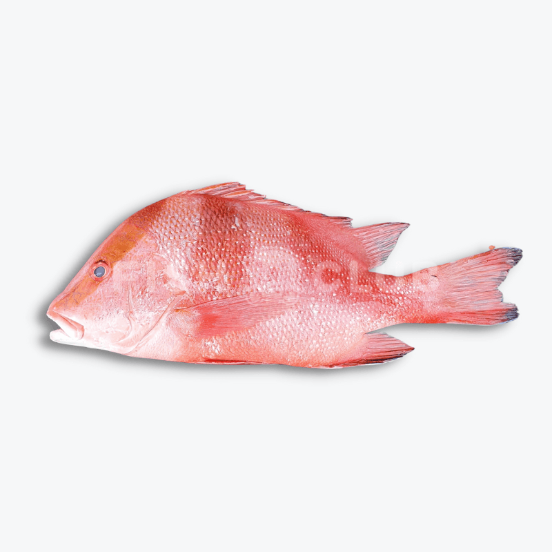 Red Emperor Snapper (Sabah Wild) / 红狮 (沙巴野生) - Fish Club