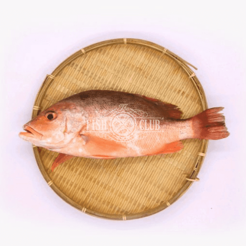 Red Snapper (Kukup Farmed) Fillet / 红鱼（龟咯海养）厚片 - Fish Club