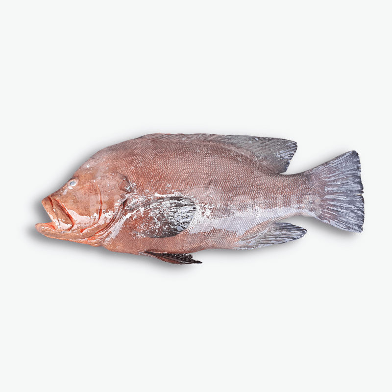 Redmouth Grouper (Sabah Wild) / 黑瓜子 (沙巴野生) - Fish Club