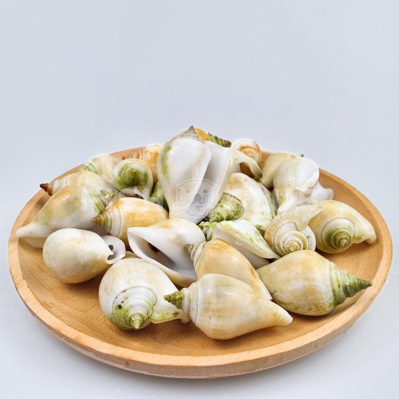 Snail Gong Gong (Indonesia Wild) / 东风螺 (印尼野生) - L (1kg) - Fish Club