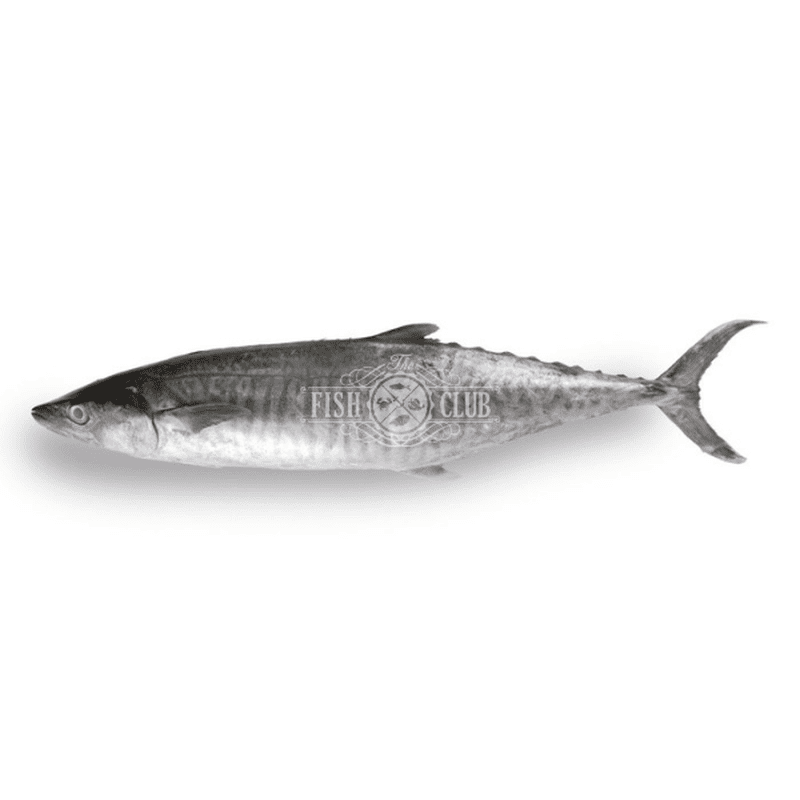 Spanish Mackerel (Pontian Wild) Fillet / 巴当鲛鱼（笨珍野生）厚片 - Fish Club