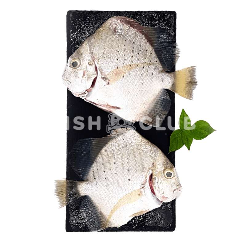 Spotted Sicklefish (Pontian Wild) / 曹喜（笨珍野生） - Fish Club