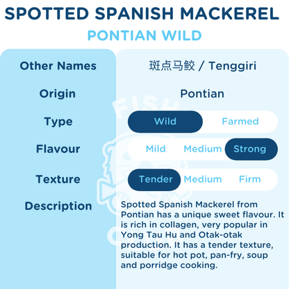 Spotted Spanish Mackerel (Pontian Wild) / 斑点马鲛（笨珍野生） - Fish Club