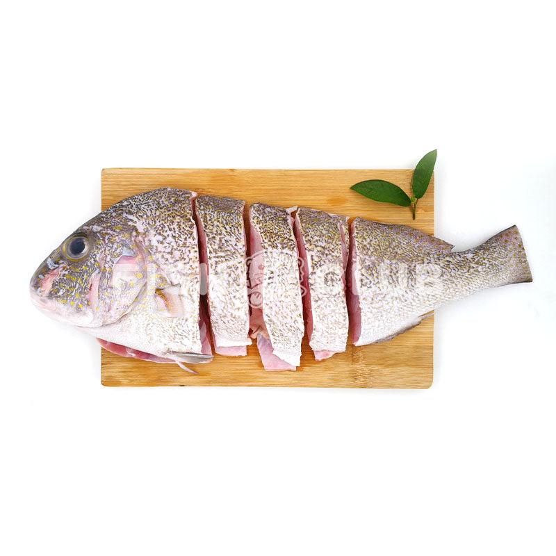 Sweetlips Fish (Sabah Wild) Whole Steak / 胡椒鲷 (沙巴野生) 全鱼段 - Fish Club