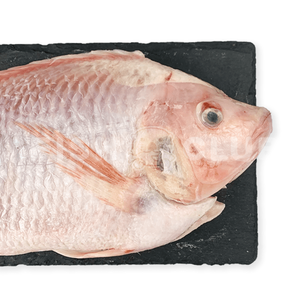 Tilapia (Local Farmed) / 罗非鱼 (本地养殖) - Fish Club