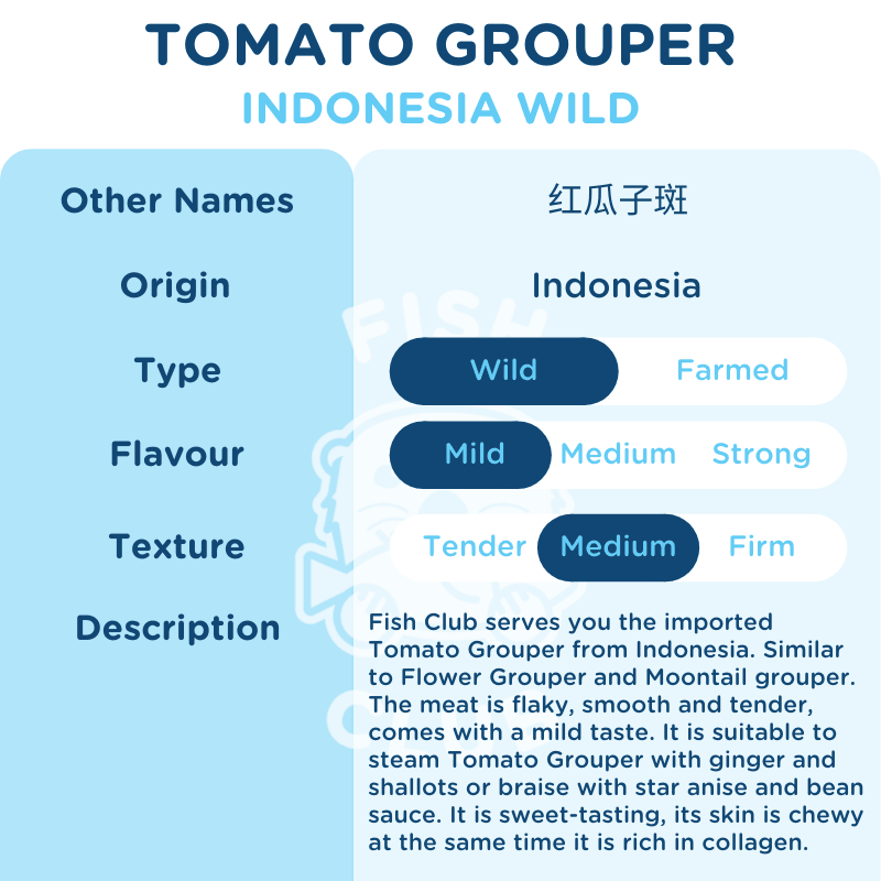 Tomato Grouper (Indo Wild) / 红瓜子斑（印尼野生） - Fish Club