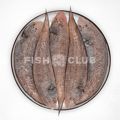 Tongue Fish (Kuala Selangor Wild) / 龙舌 (瓜雪野生) - Fish Club