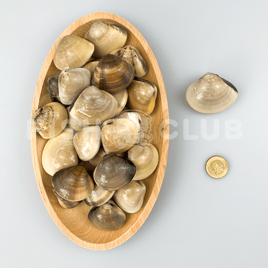 White Clams (Penang Wild) / 沙白 (槟城野生) - 500g - Fish Club