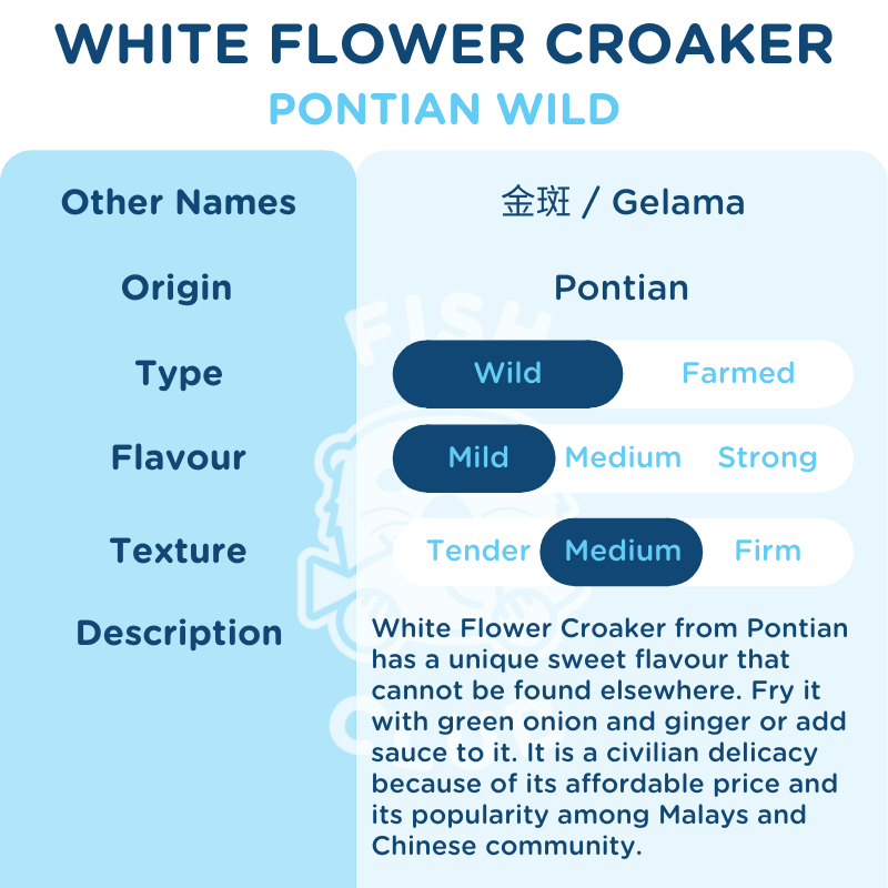 White Flower Croaker (Pontian Wild) / 金斑（笨珍野生） - Fish Club