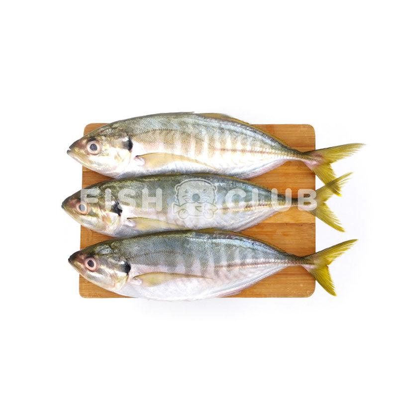 Yellowtail Scad (Kuala Selangor Wild) / 黄尾鲹 (瓜雪野生) - Fish Club