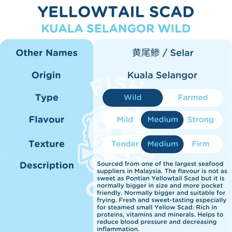 Yellowtail Scad (Kuala Selangor Wild) / 黄尾鲹 (瓜雪野生) - Fish Club